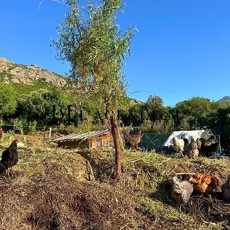 Grand Studio Balanina Maquis Proche Calvi Διαμέρισμα